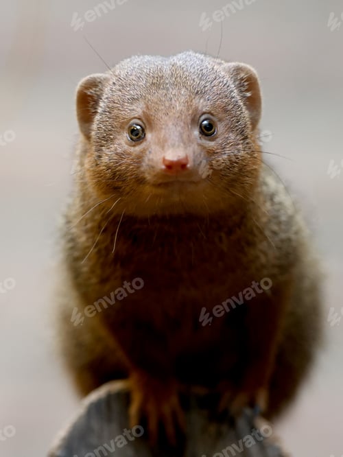 Preview: Mongoose (Helogale parvula) close up view