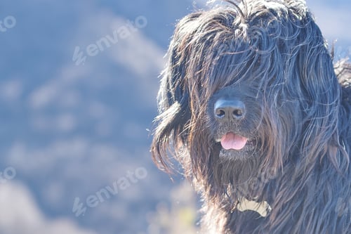 Visualização: Portrait of bergamasco shepherd dog