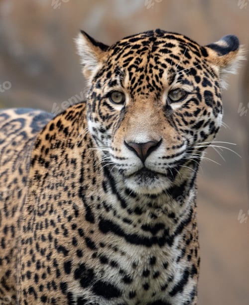 Preview: Portrait of a Leopard