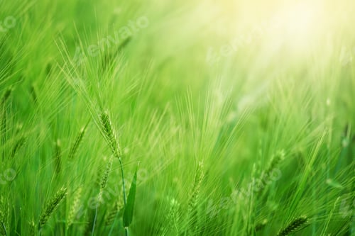 Preview: Green wheat field on sunny day. Natural background. Harvest concept