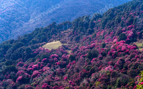 Preview: Blossom forest