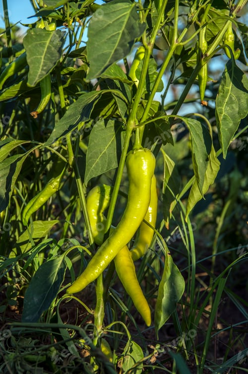Preview: Green fresh pepper field, agriculture. Natural farm photo.