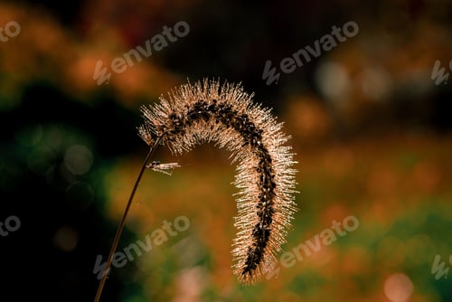 Preview: Backlit Foxtail Grass in Autumn Light