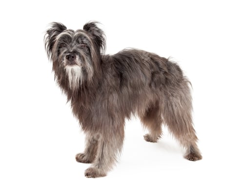 Preview: Gorgeous Pyrenean Shepherd Dog Standing
