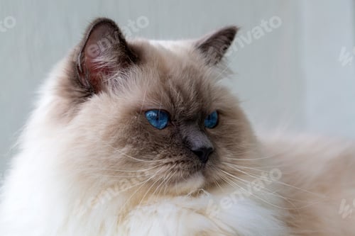Preview: Cute pet ragdoll cat. Pet animal.