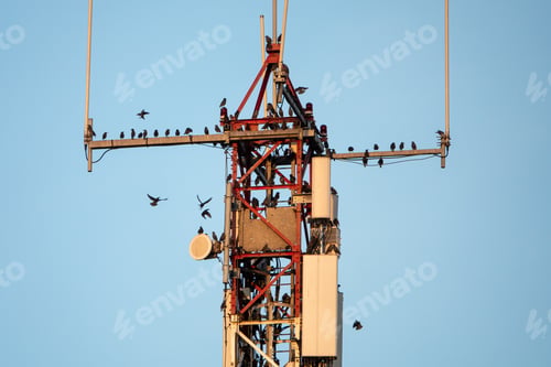 Preview: Flock of starling birds perched on a communications tower with the blue sky on the background