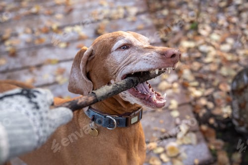Preview: Well-trained lively brown hunting dog magyar vizsla playing with wooden stick in autumn forest
