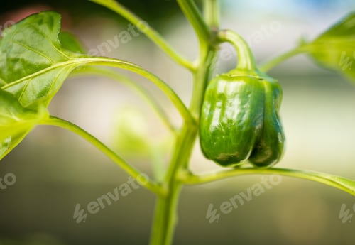Preview: Potted Green Pepper Plant Round Food Vegetable