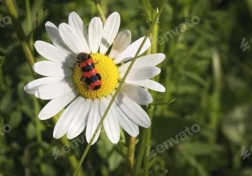 Preview: Tiny red bug on flower