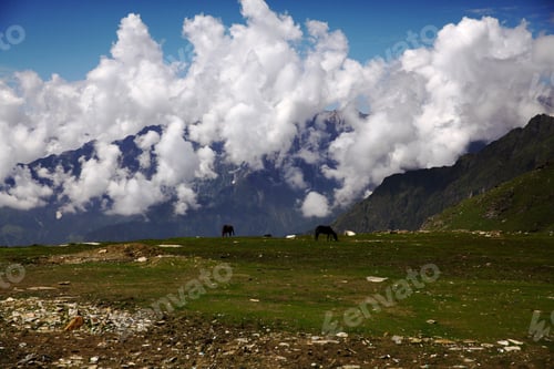 Preview: horses grazing on green grass in mountain valley, Indian Himalayas, Rohtang Pass