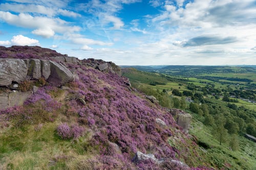 Preview: Heather at Curbar Edge