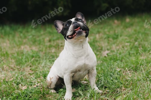 Preview: black and white french bulldog walks on the green grass on a summer day.