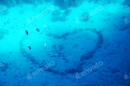 School of Fish Swimming Near Coral Heart Shape