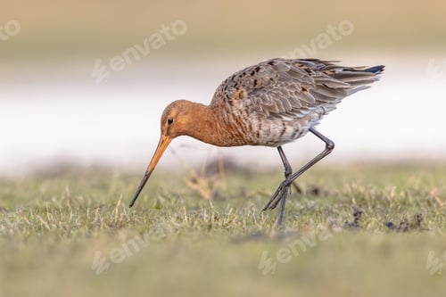 Preview: Black Tailed Godwit with Bright Background