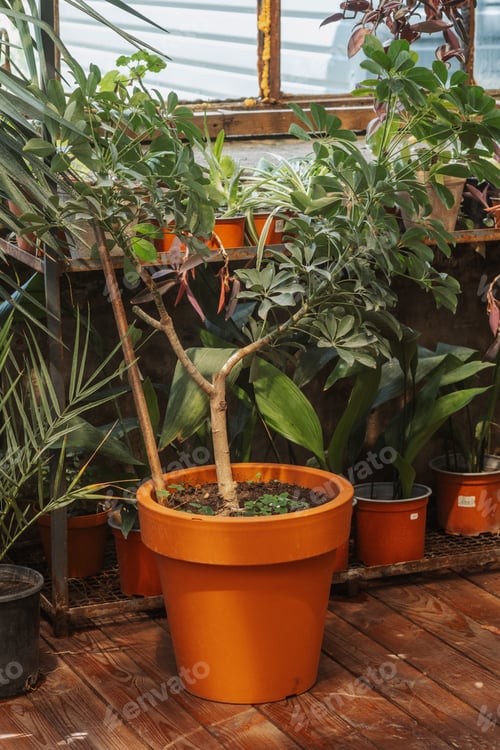 Preview: Schefflera arboricola in large pot for concepts of home botany and plant growth