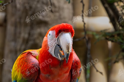 Preview: Colorful Macaw (Ara) perched on a branch, enjoying a meal