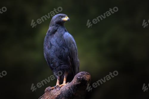 Preview: Great Black Hawk (Urubitinga urubitinga)