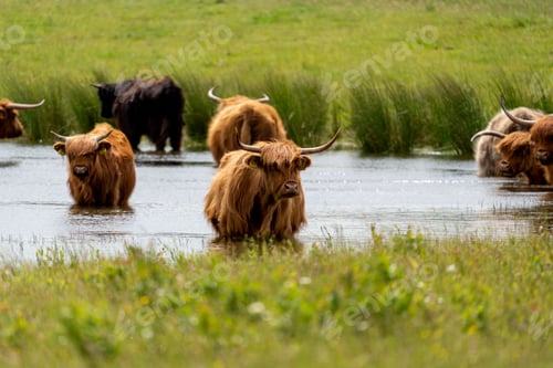 Preview: Group of brown yaks walking in unison through a wet grassy field