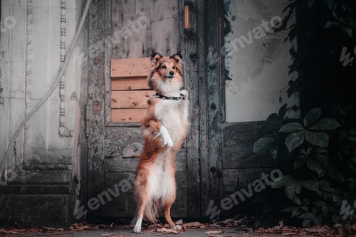 Preview: Dog in Halloween with pumpkin. Autumn Hollidays and celebration.