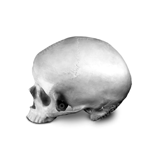 Preview: Homo sapience cranium isolated