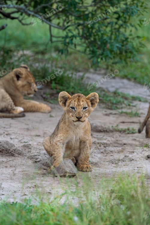 Preview: A lion cub, Panthera Leo, sitting, direct gaze.