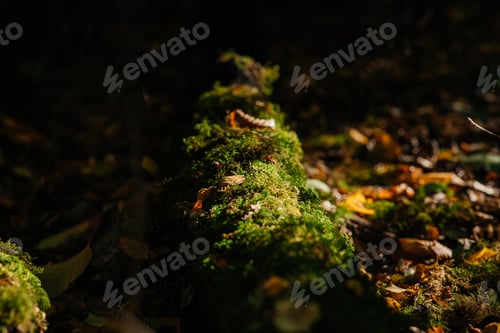 Vorschau: Moos auf Baum
