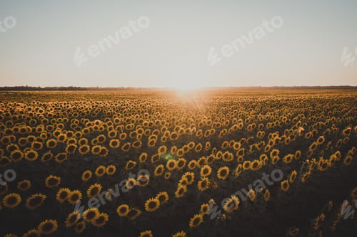 Preview: Italian Sunflower Field