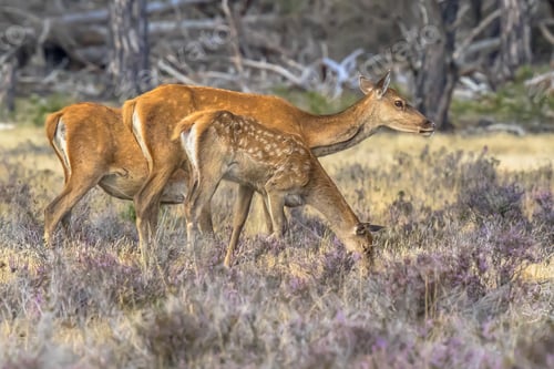 Preview: Red deer rutting season Veluwe