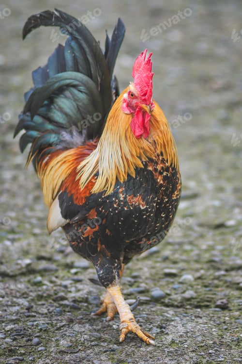 Preview: A chicken