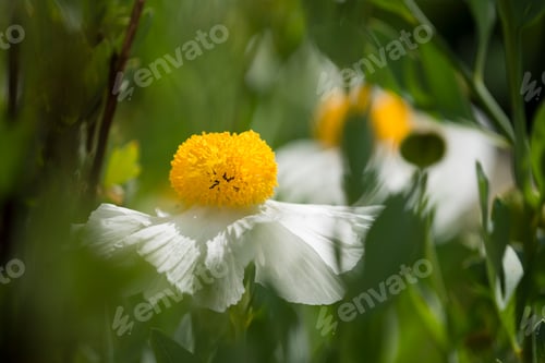 Preview: Closeup of white Romneya coulteri flower