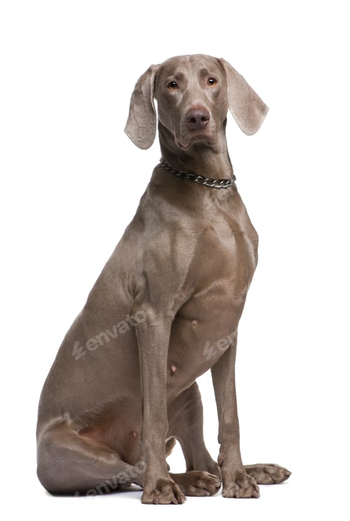 Preview: Weimaraner (2 years)