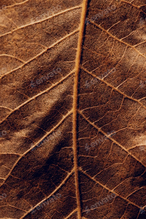 Preview: Beautiful dry brown tree leaf background