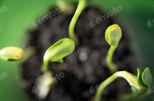 Preview: Macro of freshly sprouted plants