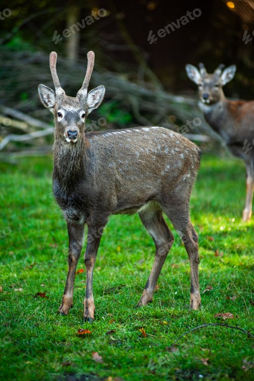 Preview: wild animals, deer in the forest, european fauna