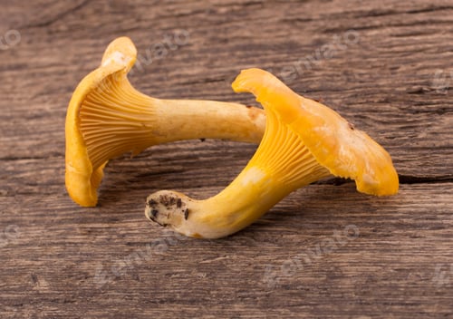 Preview: Yellow chanterelle isolated on wooden background