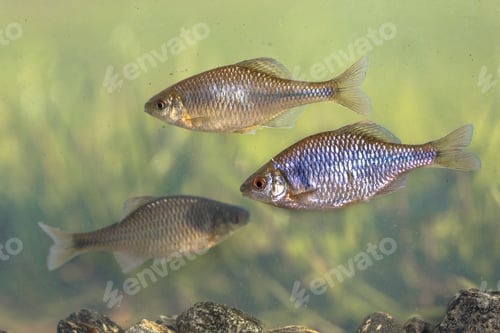 Preview: European bitterling three fish natural environment