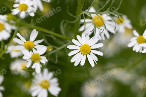 Preview: Chamomile Flower in Garden