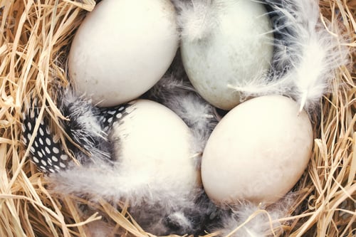 Preview: Duck eggs nest, spring Easter symbol.