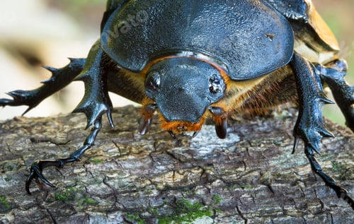 Preview: Hercules Beetle, Female, in Costa Rica