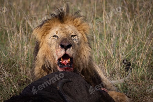 Preview: A Male Lion in Africa