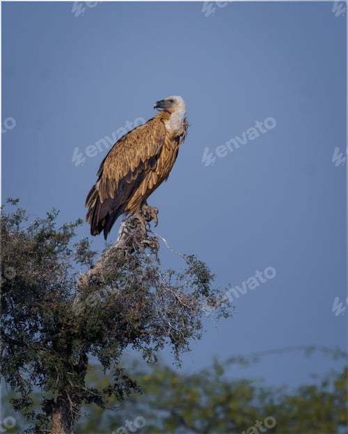 Preview: Majestic Vulture Perched on Tree Under a Blue Sky