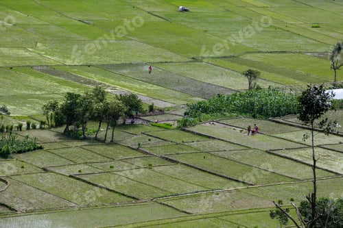 Preview: Rice Field