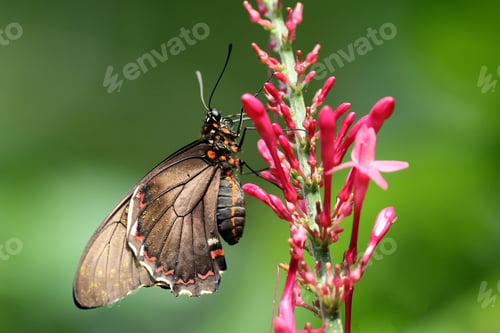 Preview: portrait of butterfly on pink flower in natural habitat