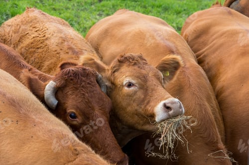 Preview: Feeding Cows