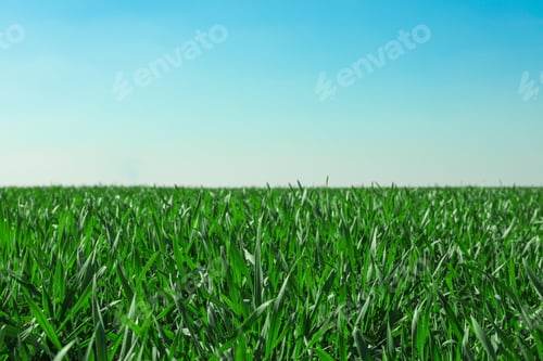 Preview: Green grass field, space for text. Beautiful spring greenery