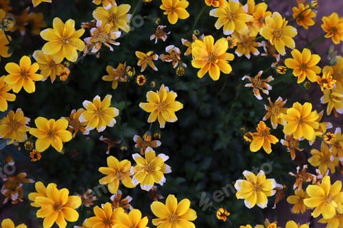 Preview: yellow flowers in the garden