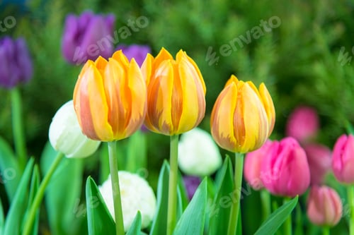 Preview: The beautiful colorful verity Winter flowers in garden of winter flower show festival.