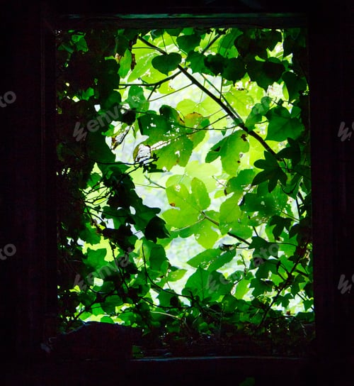 Preview: View from a window with green plants around