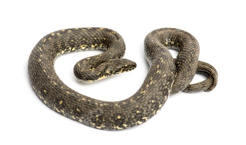 Preview: Green Whip Snake, Hierophis viridiflavus, isolated on white