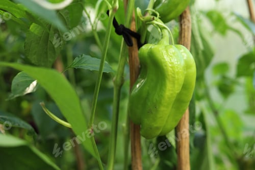 Preview: a harvest of green sweet peppers in a greenhouse garden bed